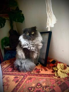 Complete Bohemian luxury Sanctuary home - 8