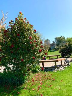 Newlands Bed and Breakfast - West Melton - 4