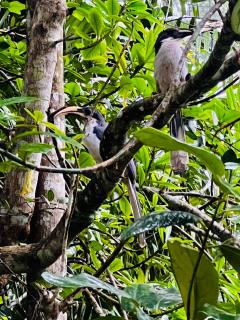 Moksha eco villa Ella - Ella - 5