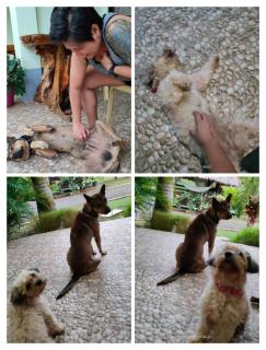 The Three Shooting Stars - Panglao - 1