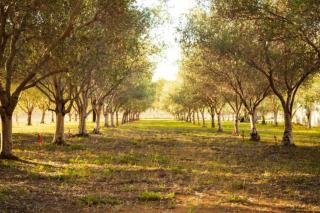 The Shedhouse at Milbrodale Farm - Bulga - 4