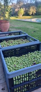 Les cabanons de l'Oliveraie - 1