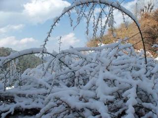 Calm Paradise - Shimla - 7