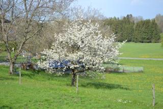 Biohof Auinger, der Tiererlebnishof - 6