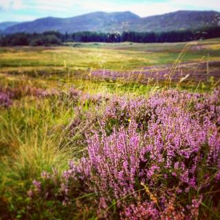 Baltinna East - by Where Stags Roar - Newtonmore - 3