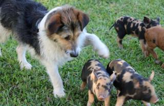 Ranchinho da Serra chalé - 9