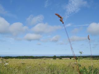 Allium - Ellingham - 8