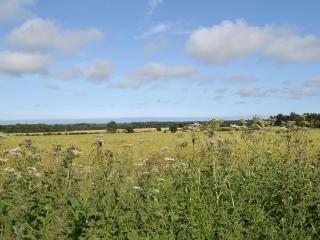 Allium - Ellingham - 7