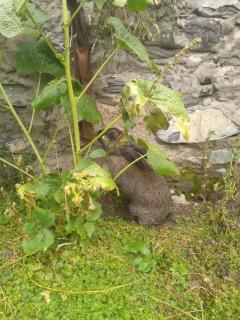 Stone House marexi - 2