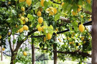 Poggio Angelarosa: Lemon Garden Stay&Relax - Scala - 9