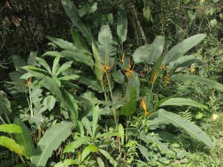 Villa Falian Nido Colibrí - 6