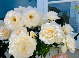 Large Bright Guest House - Motueka - 1