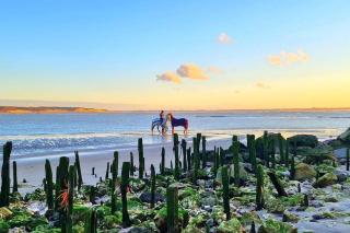 Petit Prince - Berck-sur-Mer - 8