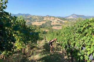 Villa Verdicchio - B&B with wellness for winelovers - Cupramontana - 8