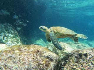 The Island Home - Puerto Ayora - 5