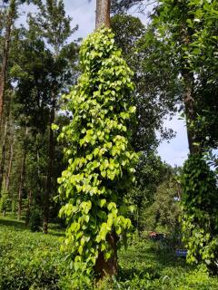 Munnar Tea Estate Bungalow - 6
