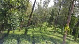 Munnar Tea Estate Bungalow - 4