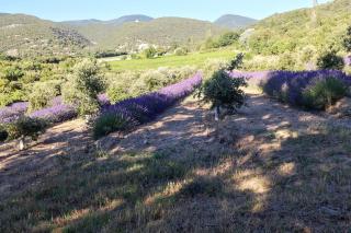 Mas de vigneron, en Drôme provencale - Rousset-les-Vignes - 9