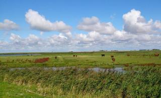 Hof Rickelsbüll - Nordseeurlaub auf dem Biobauernhof - Rodenäs - 4