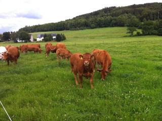 Müllisch's Hof Hotel - 1