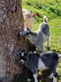 Urlaub an der Grenze - Lauterbach - 1