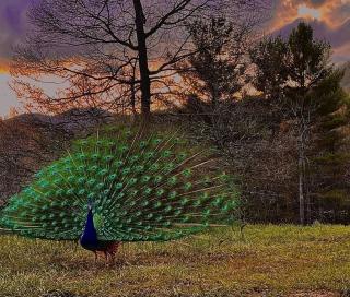 1878 Victorian Farm House near Asheville - 4