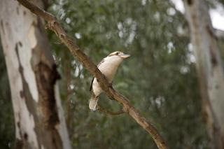 Koondrook Glamping Retreat - Koondrook - 1