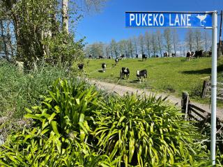 Pukeko Lane - 5