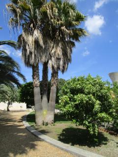 les palmiers - Vias - 1