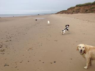 Luxury Dog Friendly Cottage sleeps 4 - 8