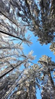 Tiny House - Luxury Cottage - 5