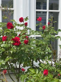 Villa Waldrose - Binz - 3