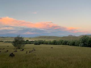 Buffalo Hills Private Game Reserve - Harrismith - 4