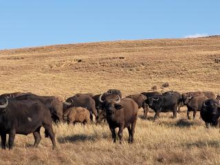 Buffalo Hills Private Game Reserve - Harrismith - 6