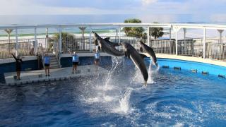 St. Maarten at Silver Shells 905 - Destin - 1