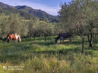 Agriturismo Asara - 8