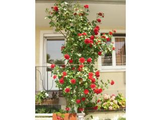 Gästehaus Seeblick - 4