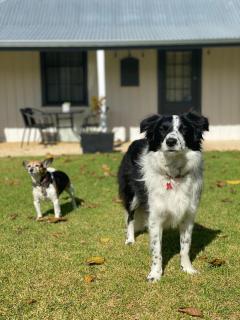 Ulva Cottage - Historical BnB - Penola - 6