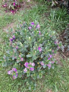 Cabaña el rincon de la abuela - 8