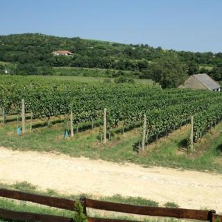 HAnd Birtok - Siklós - 5