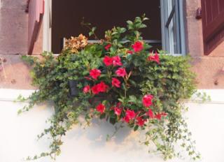 La vita e bella - Saint-Jean-Pied-de-Port - 4