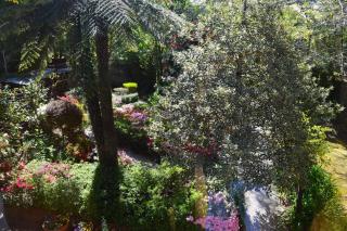 Cloudland Garden Oasis - Blackheath - 2
