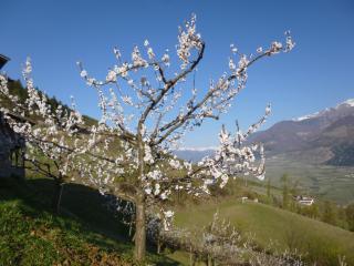 Sonnwarthof - Silandro - 2