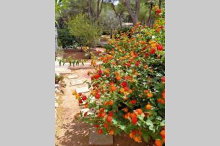 Villa Célia Alzira - Alzira - 7