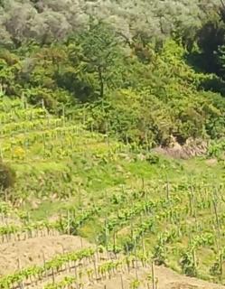 Beatrice Nel centro di Levanto - 5