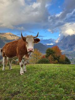 Chalet Caroline - Grindelwald - 9