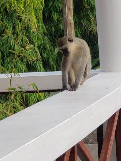 Bella Breeze1 - Diani Beach, Kenya - 9