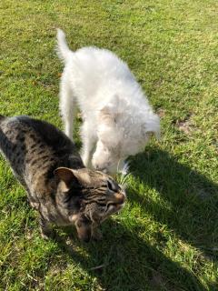 The Millers Cottage - 4