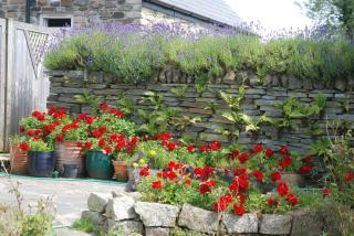 The Elephants Nest Inn - Marytavy - 1