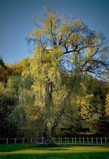 Willow - - 3